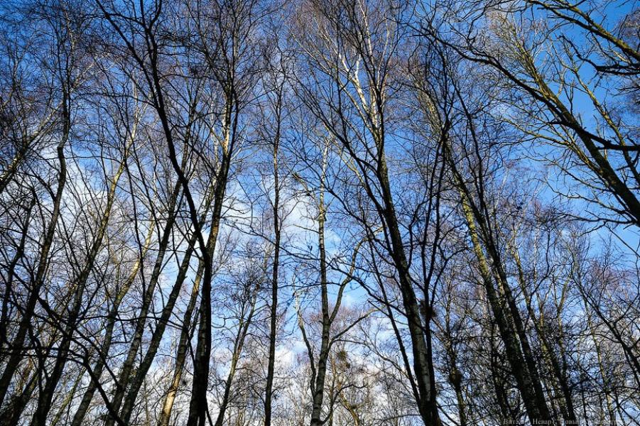 Синоптики пока не ждут климатической зимы в Калининградской области 
