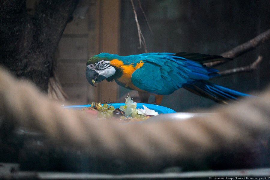 Вот компания какая: Калининградский зоопарк открыл все павильоны для посетителей