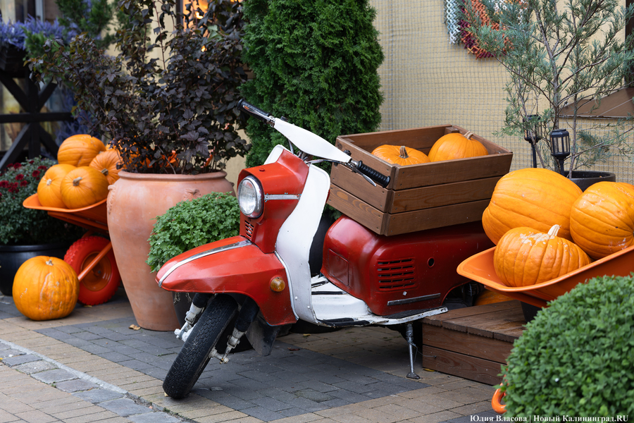 Фото: Юлия Власова / Новый Калининград 