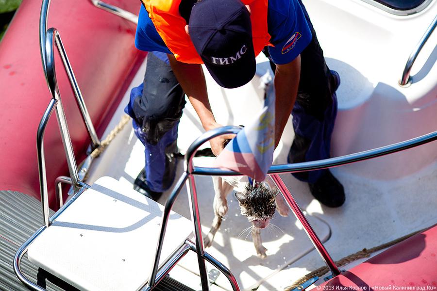 Сотрудники ГИМС спасли четвероногого утопающего