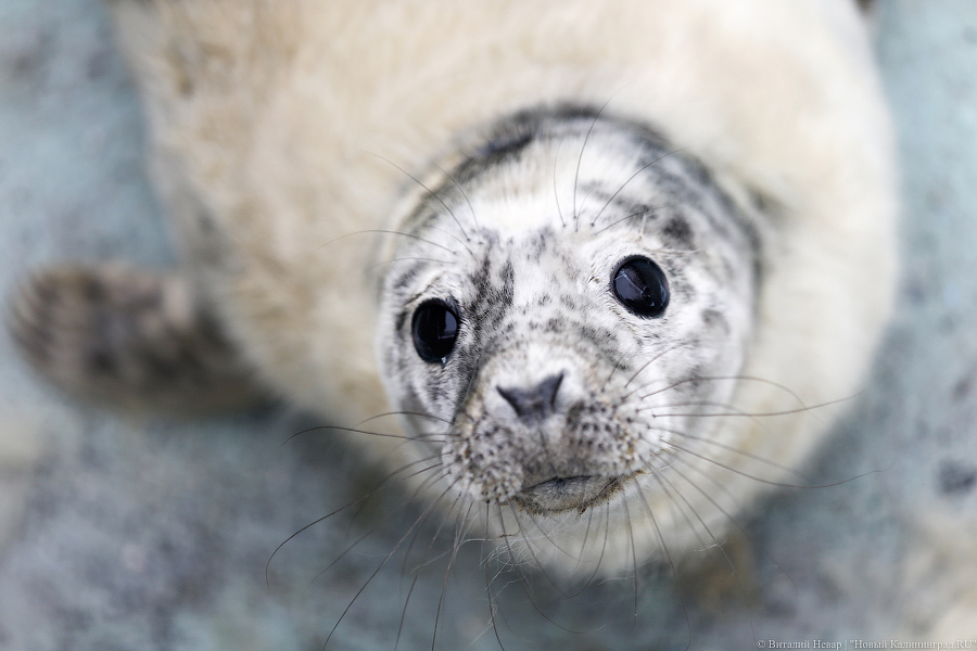 9 марта: в Калининградском зоопарке показали новорожденного тюлененка