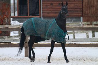 Пьяный литовский поклонник Леди Гаги ударил лошадь, она дала сдачи