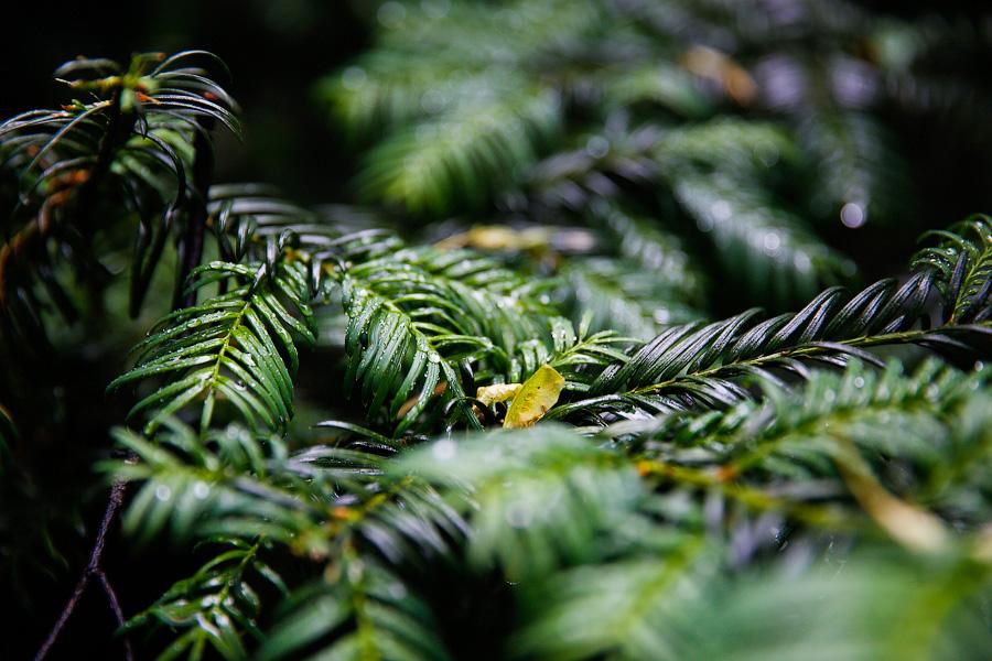 На неведомых дорожках: дендропарк калининградского Экоцентра