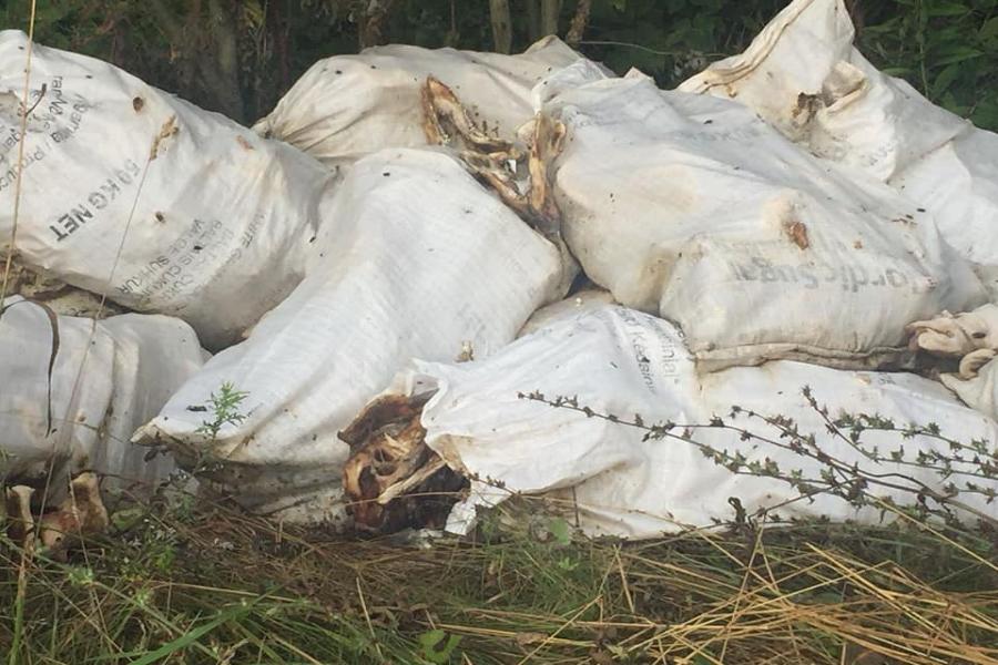 Экозащитники: под Зеленоградском незаконно размещают отходы убоя свиней (фото)