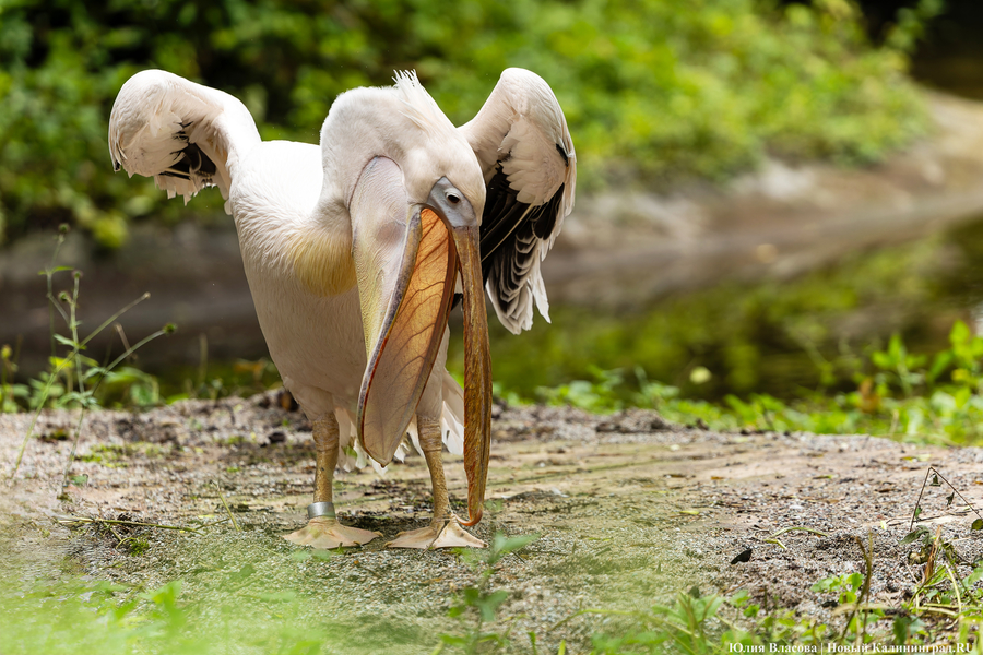Вольные птицы: в зоопарке Калининграда пернатых выпустили в водоемы (фото)