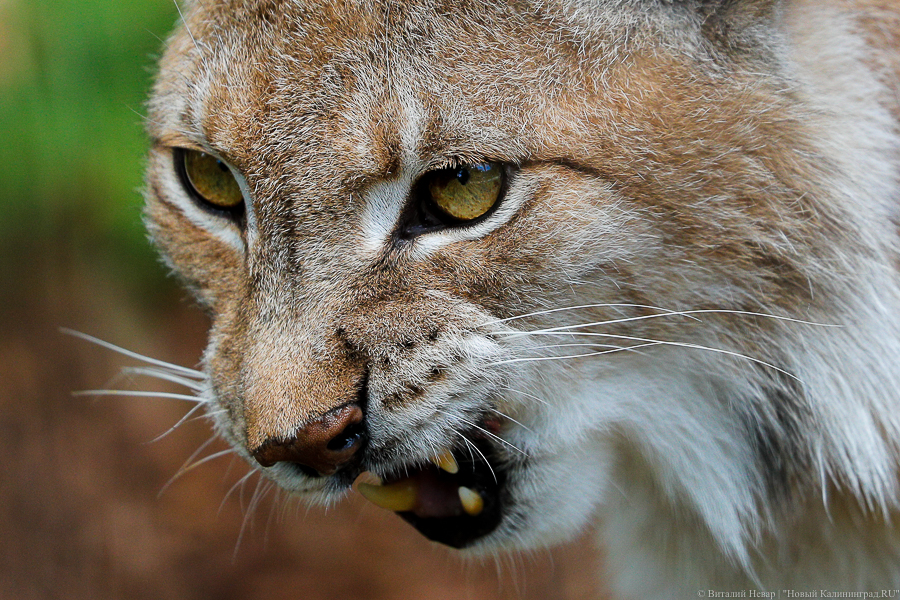 Лоси, рыси, барсуки: в Калининградской области провели перепись животных