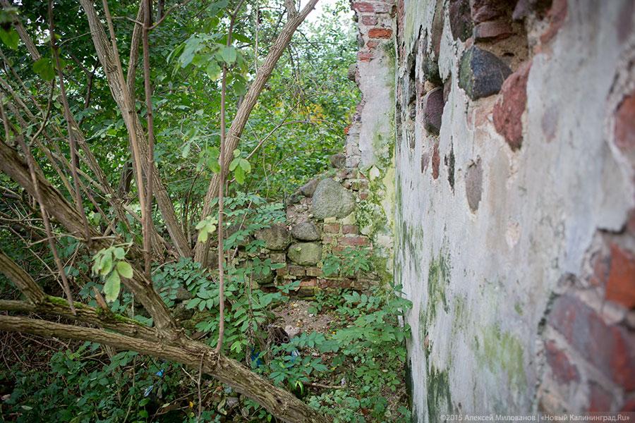 Исчезая в зелени: руины кирхи XIV века в поселке Яблоневка Гурьевского района