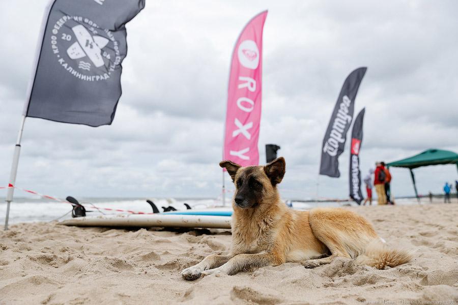 На волне «профи»: фоторепортаж с Чемпионата по серфингу в Зеленоградске