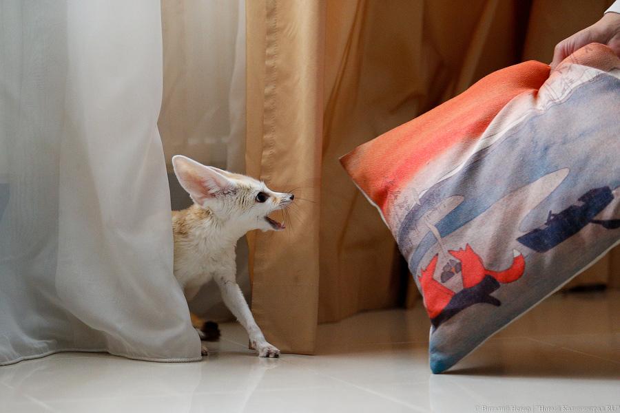 Длинноухое фыр-фыр-фыр: пара фенеков поселилась в Калининграде