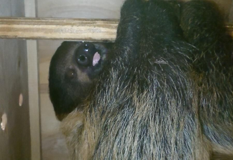 Фото из архива Калининградского зоопарка