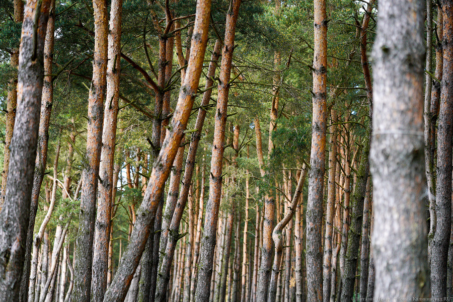 «Не врите мне»: фекалии в воде не портят отдых калининградским купальщикам (фото)