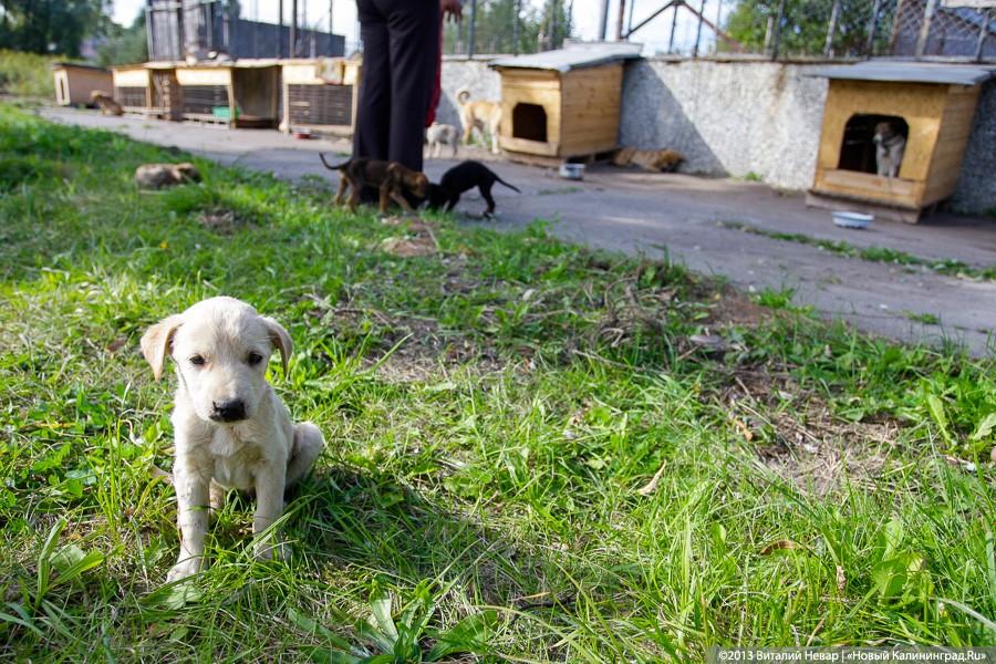 Естественный отбор: что творится за забором Службы защиты животных (фото)