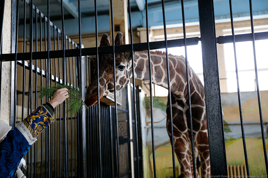 Подарки для зверей: как животных в зоопарке с Новым Годом поздравляли (фото)