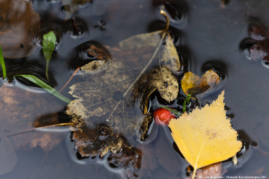 Погода в Калининградской области 23 октября