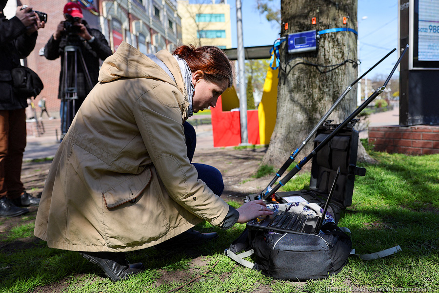 Правило «небуравчика»: власти Калининграда презентовали томограф для деревьев (фото)