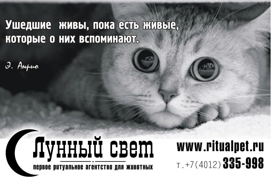 Чем занимается Ритуальное агентство для животных «Лунный свет»?