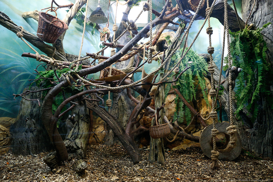 Фото — Виталий Невар, «Новый Калининград.Ru»