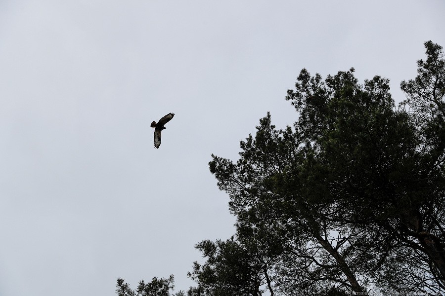 Пятеро местных и один залетный: на Куршской косе выпустили на волю канюков (фото)