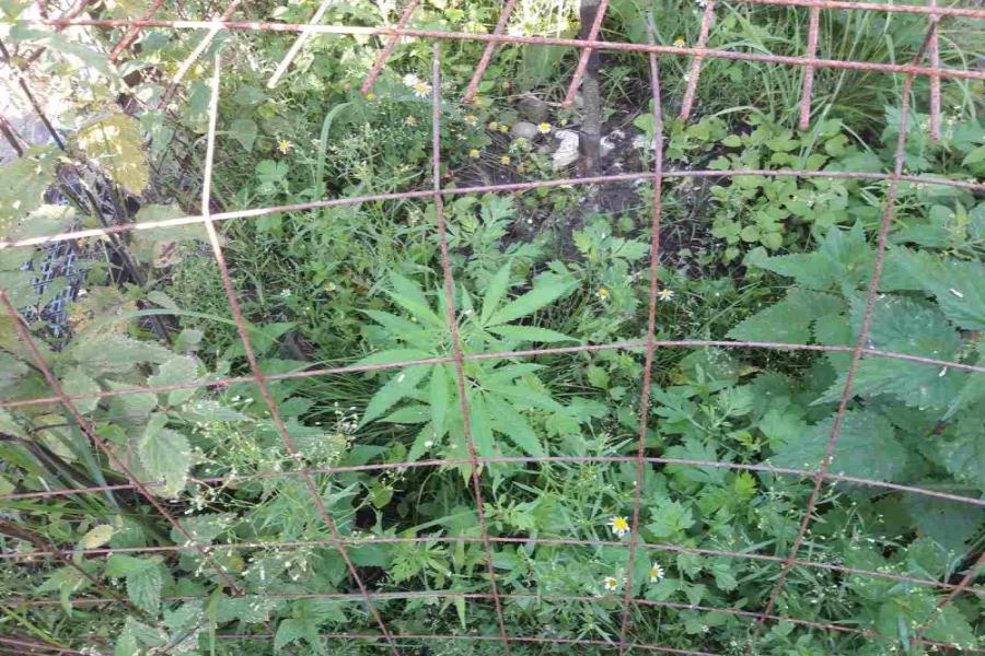 Полицейские обнаружили на садовом участке жителя области 22 куста конопли (фото)
