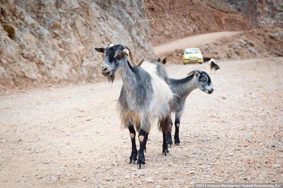 От всей души: гастрономическое путешествие на Крит