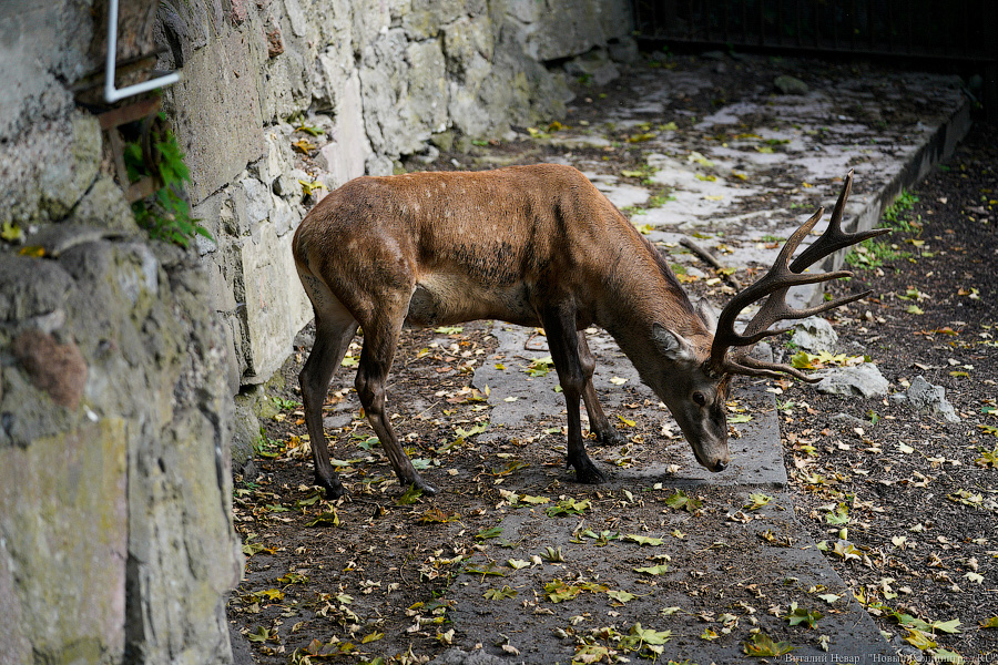 Вот компания какая: Калининградский зоопарк открыл все павильоны для посетителей