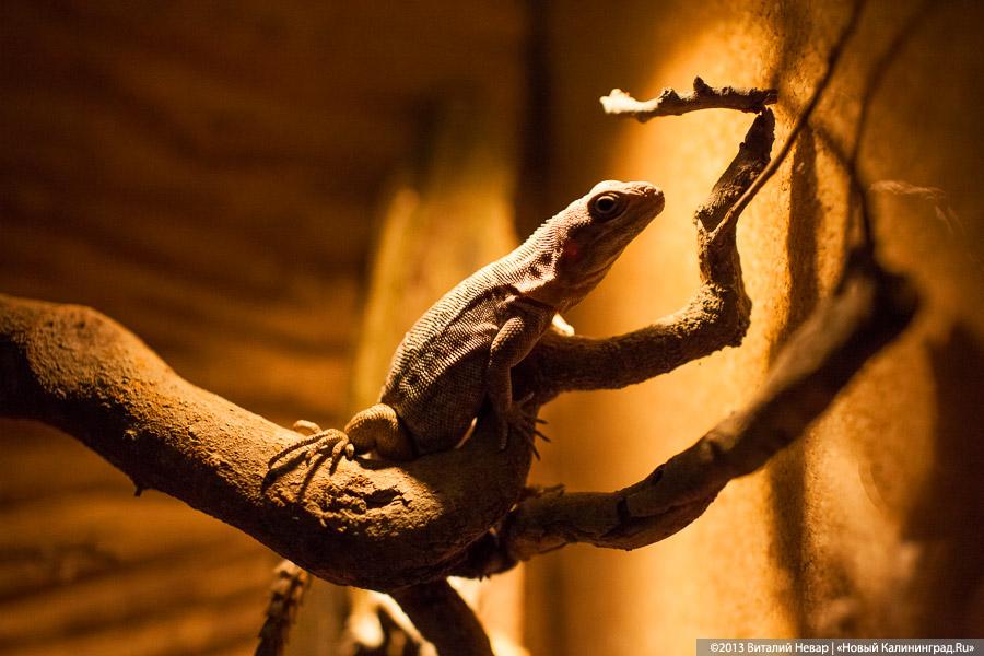«Зов джунглей»: фоторепортаж с открытия первого калининградского экзотариума