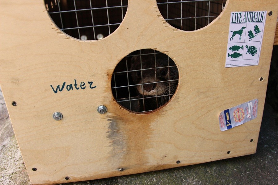 В Калининградский зоопарк привезли друга выдре Карибо (фото)