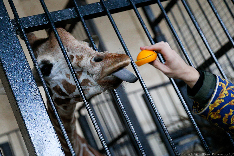 Подарки для зверей: как животных в зоопарке с Новым Годом поздравляли (фото)