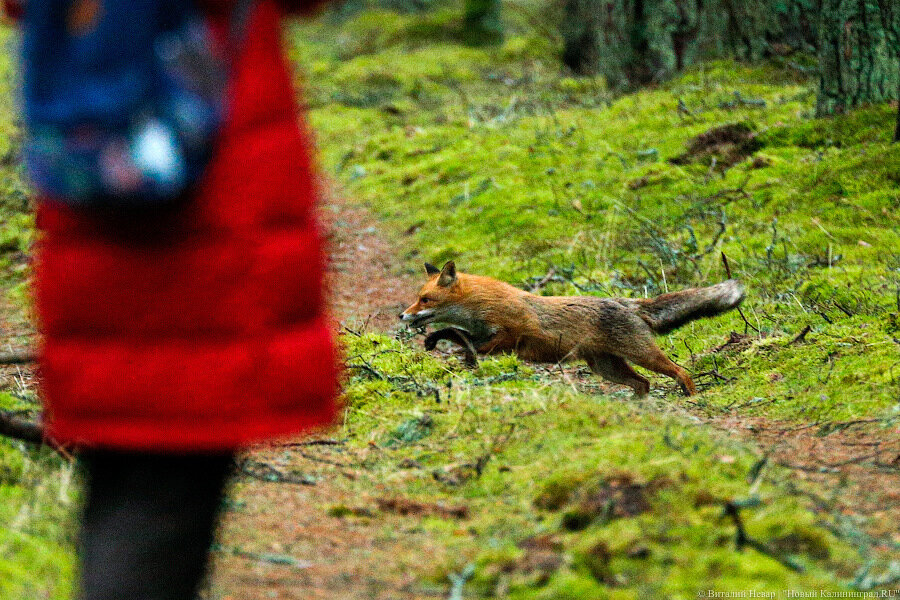 Фото — Виталий Невар, «Новый Калининград»