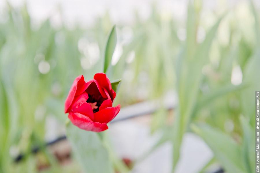 Букет к празднику: в Калинково вырастили 6 миллионов тюльпанов