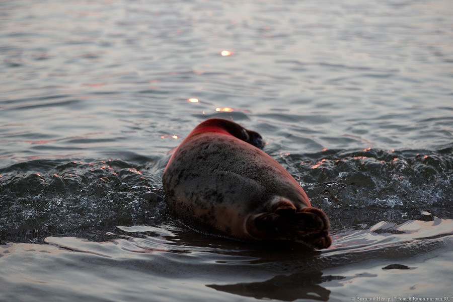 Улучшение водных экосистем
