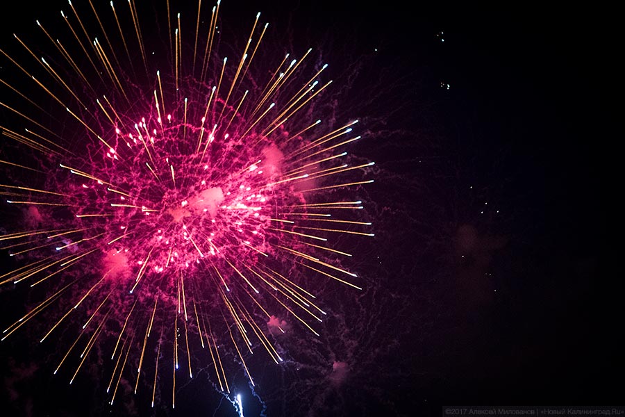 Бесконтактный зоопарк: самый удачный гала-концерт Дня города в Калининграде