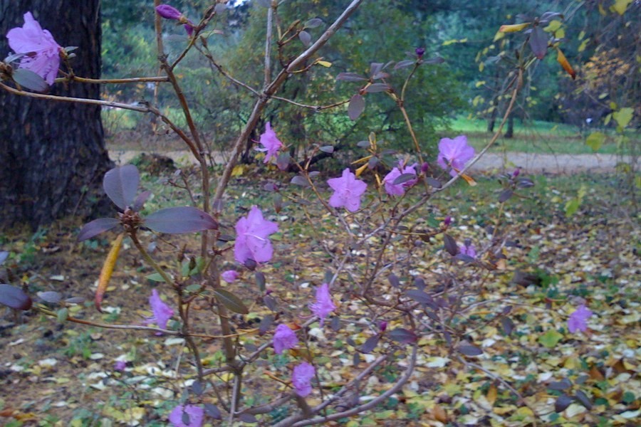 Сибирская сакура: в Ботаническом саду Калининграда в ноябре расцвел рододендрон (фото)