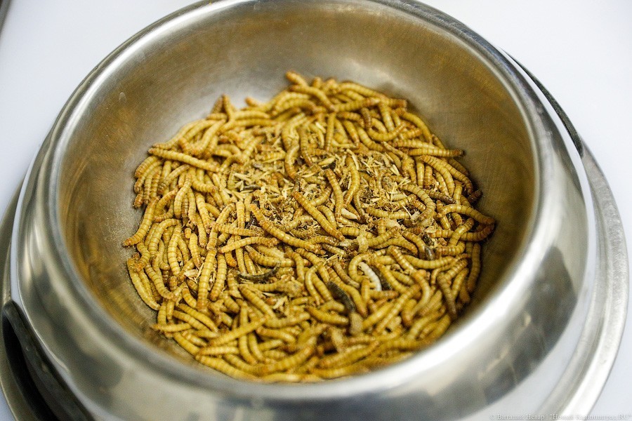 В зоопарке открыт Дом тропической птицы. Посмотрите на жако и спящего трубкозуба