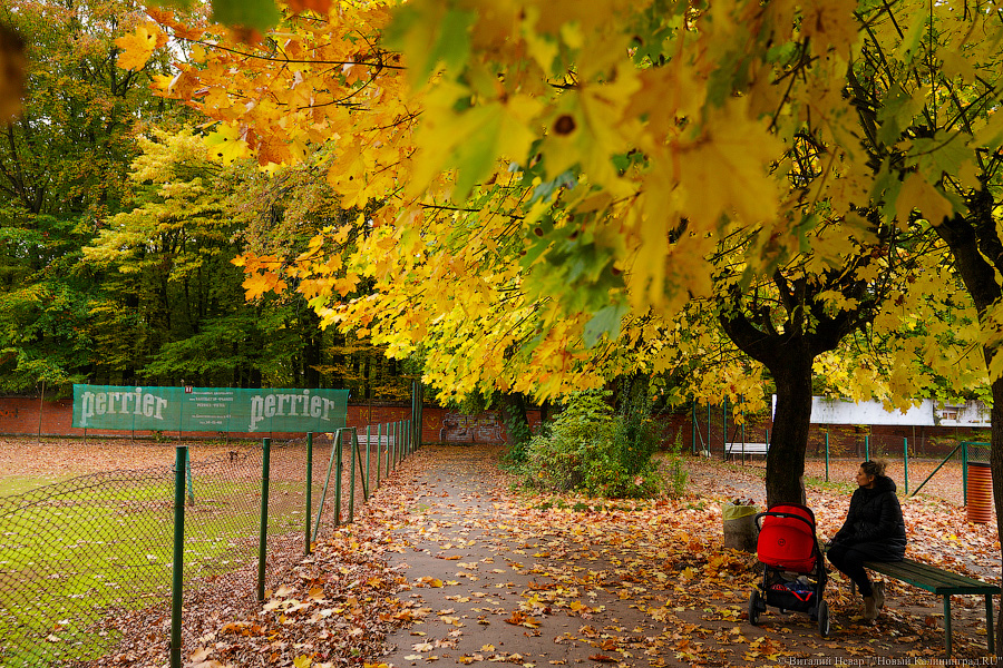 Увидеть в последний раз: осень на стадионе «Спартак», который хотят застроить (фото)