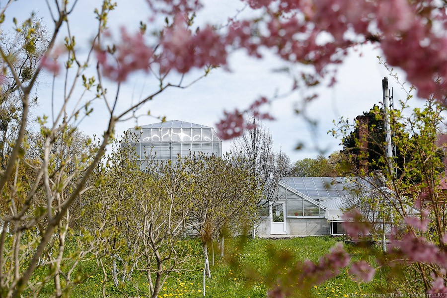 Дом для кактусов: в Ботаническом саду Калининграда открыли оранжерею (фото)