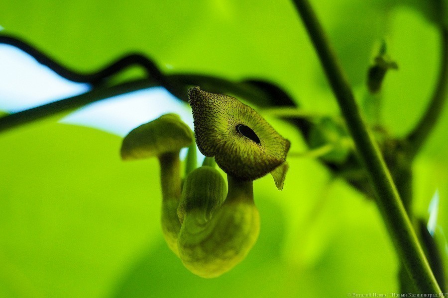 Букетный период: цветение калининградского Ботанического сада (фото)