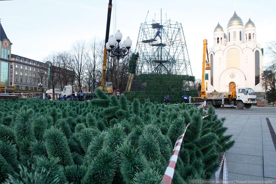 "Много на ёлочке шариков цветных": фоторепортаж "Нового Калининграда.Ru"