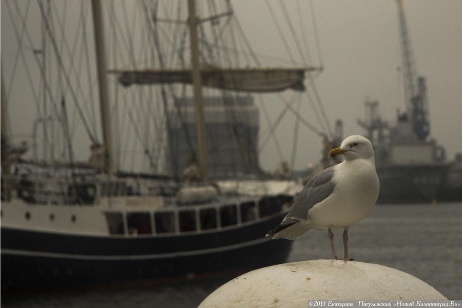 Праздник парусов: международный морской фестиваль «Sail Den Helder 2013»
