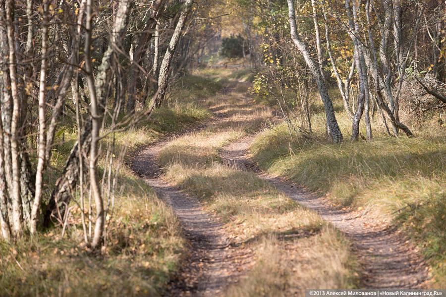 Багрец и золото: яркая осень на Куршской косе (фото)