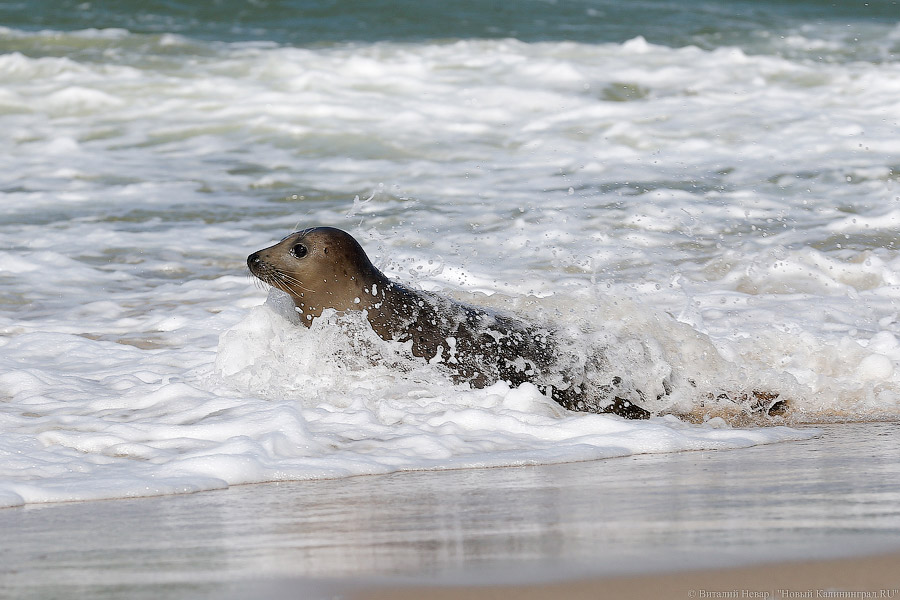 Тюлений «выпускной»: как животные из зоопарка обрели свободу на Балтике