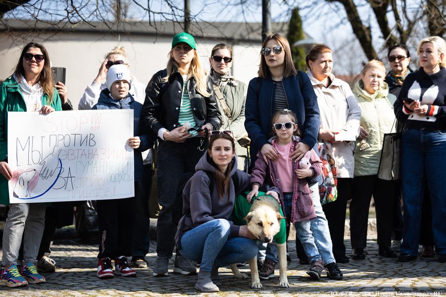 В защиту братьев меньших: в Калининграде прошёл митинг против убийства животных (фото)