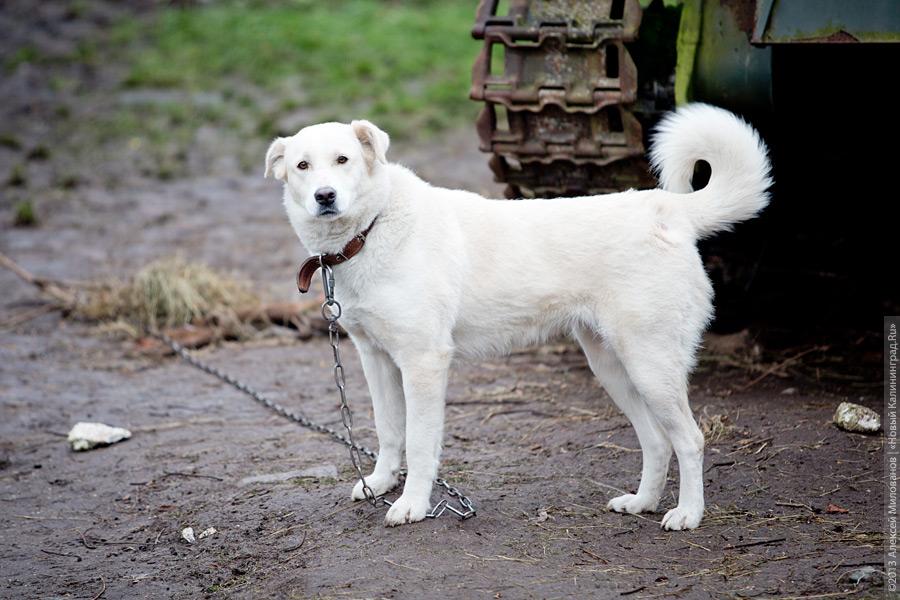 Три этажа собак: как в одной конюшне разместились 70 бездомных животных