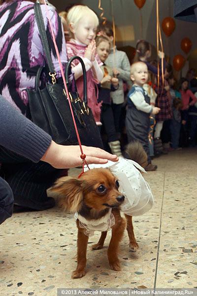 «Ой какая маленькая»: дефиле мини-собачек в музее янтаря