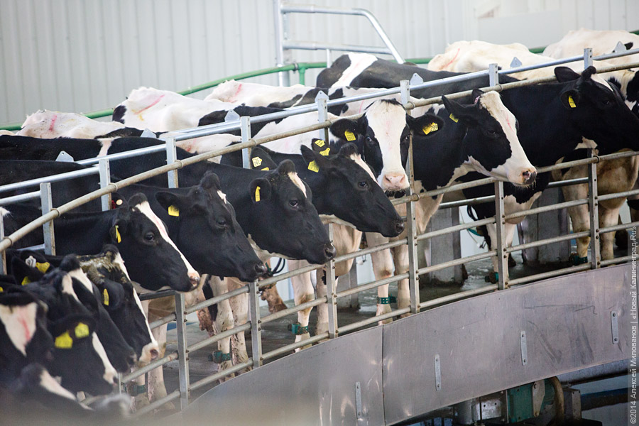 Шевцова: в России «рухнул» рынок молока и зерна, нужно искать выходы на экспорт