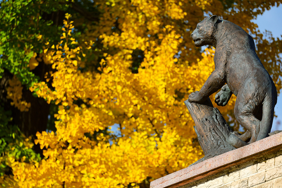 Время тыквы: как в Калининграде проходит необычная осень (фото)