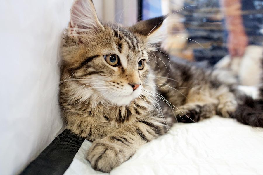 Котики. Портреты: в ДКЖ прошла выставка-продажа котят разных пород