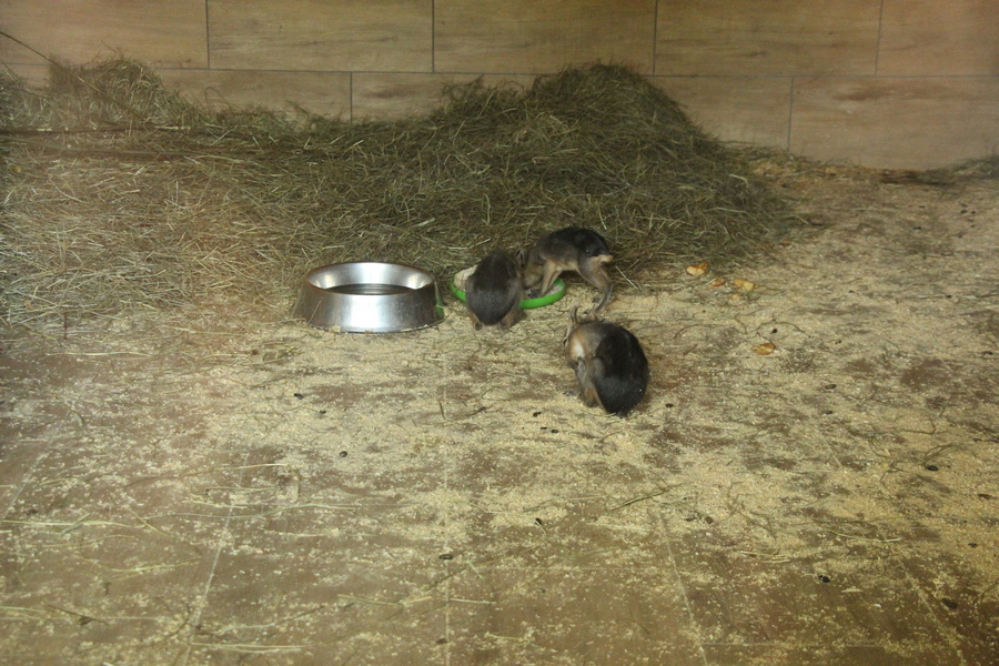 В зоопарке патагонские мары Боец и Тучка родили трёх малышей (фото)