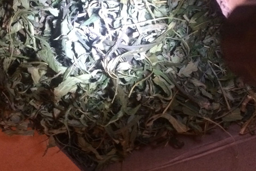 Полиция изъяла у калининградца 1,4 кг марихуаны и 23 куста конопли