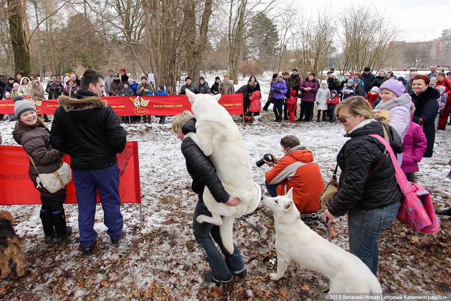 «Праздник для собак»: фоторепортаж из Ботанического сада
